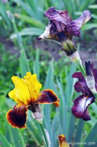 giardino_iris060