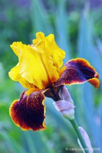 giardino_iris061