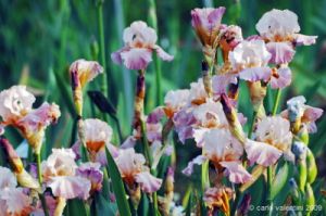 giardino_iris065