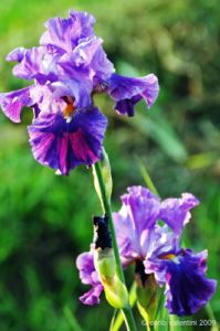 giardino_iris069
