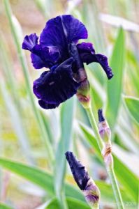giardino_iris072
