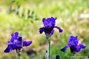 giardino_iris073
