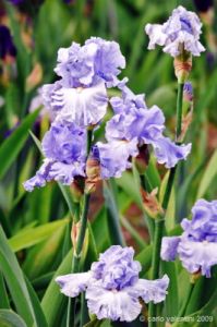 giardino_iris074