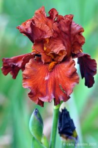 giardino_iris076