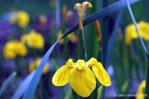 giardino_iris080