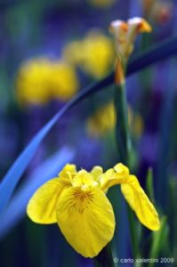 giardino_iris081