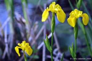 giardino_iris082