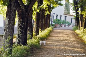 giogoli_villa_martelli02