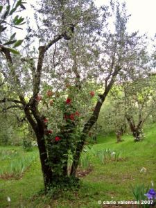 girdino_iris29