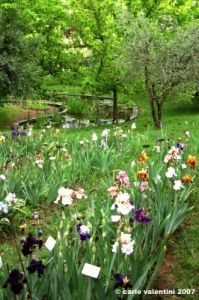 girdino_iris30