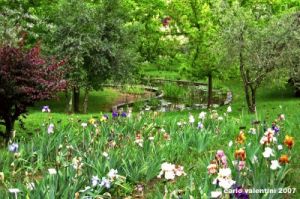 girdino_iris31