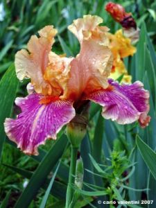 girdino_iris38