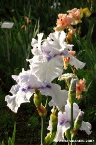 girdino_iris40