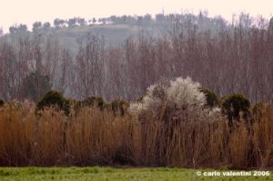 nave_a_rovezzano1