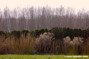 nave_a_rovezzano2