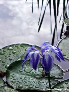 ninfea_giglio_acqua04