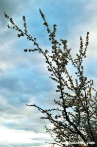 primavera_rovezzano7