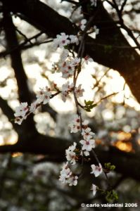 primavera_rovezzano9