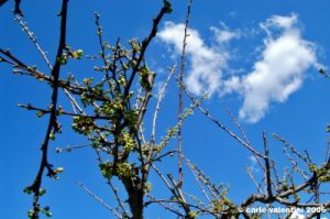 prugno_fioritura1