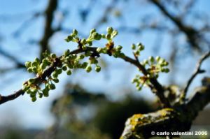 prugno_fioritura2