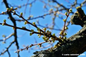 prugno_fioritura4