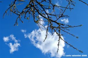 prugno_fioritura5