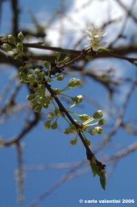 prugno_fioritura6