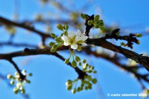 prugno_fioritura7