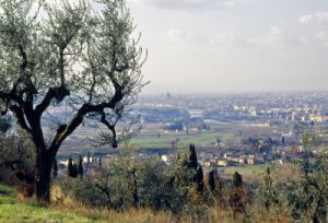 rimaggio851212d69
