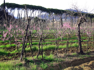 rovezzano01