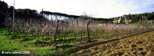 rovezzano05