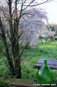 via_delle_campora01