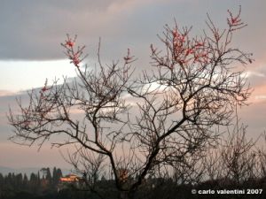 via_delle_campora1