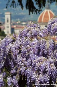 viale_colli5