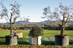 viale_pian_di_ripoli002