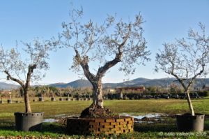 viale_pian_di_ripoli004