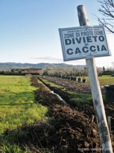 viale_pian_di_ripoli007