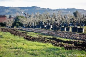 viale_pian_di_ripoli009