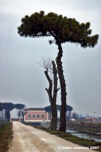 ravenna_lido_di_classe003