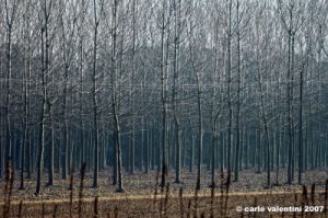 ravenna_valli_comacchio004
