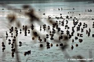 ravenna_valli_comacchio005