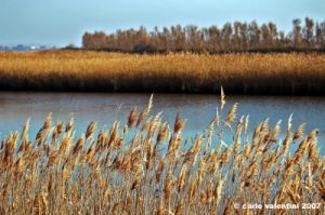 ravenna_valli_comacchio007