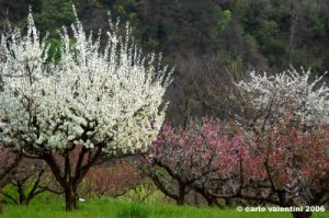 sasso_marconi05