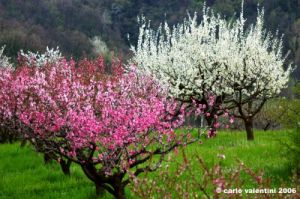sasso_marconi07
