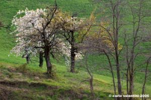 sasso_marconi11