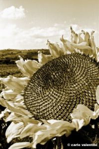 girasole82_642