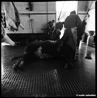 mattatoio12_101