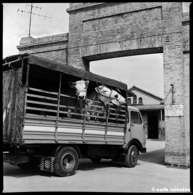 mattatoio13_106