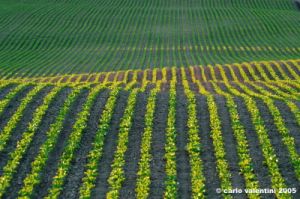 campagna_recanatese18