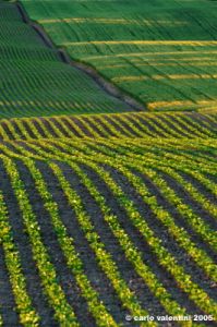 campagna_recanatese19